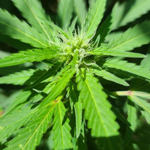 Purple Power growlog timeline photo