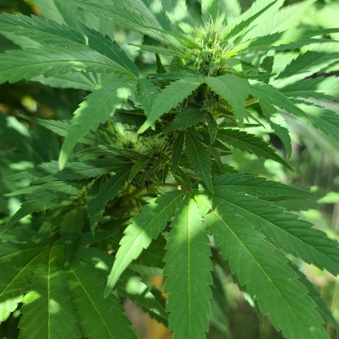 Critical Plus growlog timeline photo