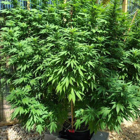 Critical Plus growlog timeline photo