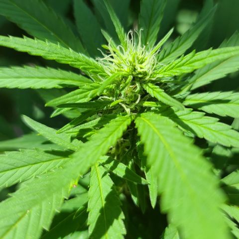 Critical Plus growlog timeline photo