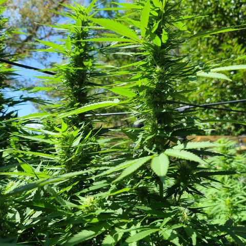 Purple Power growlog timeline photo