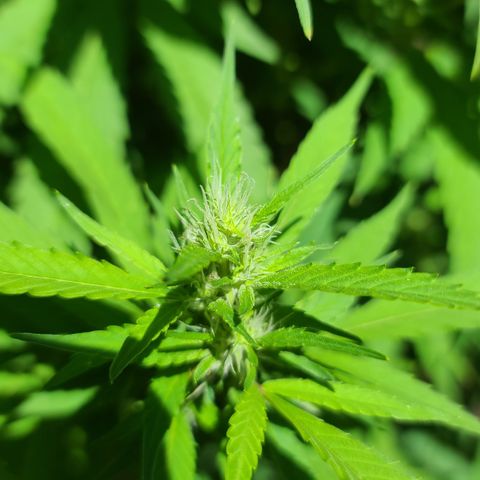 MediKit growlog timeline photo