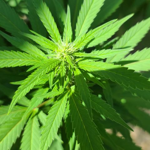 Critical Plus growlog timeline photo