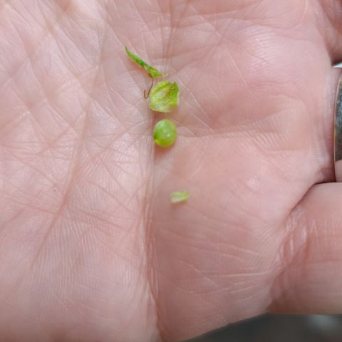 Jack Herer growlog photo: Found 2nd seed...