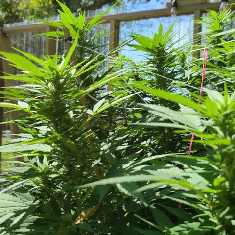 Critical Plus growlog timeline photo