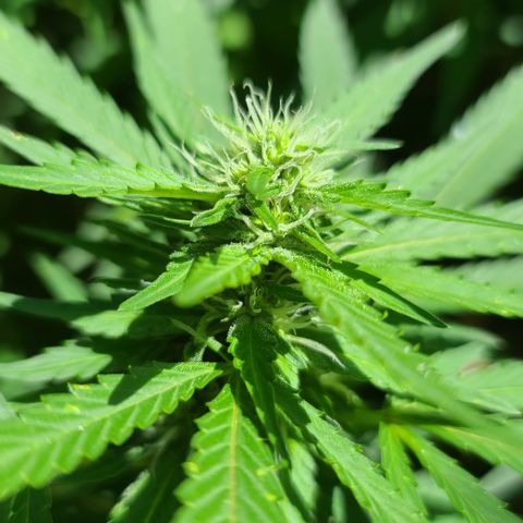 Purple Power growlog timeline photo