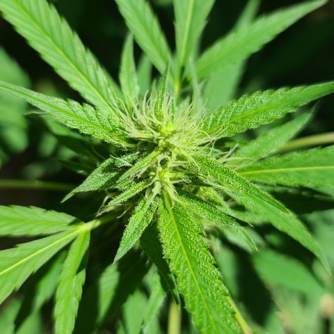 Jack Herer growlog timeline photo