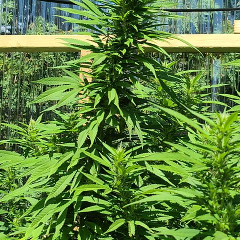 MediKit growlog timeline photo