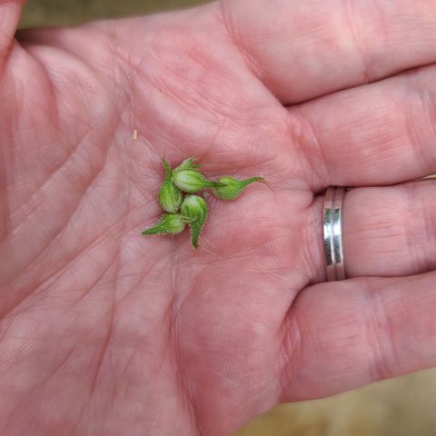 Jack Herer growlog photo: Found 5 more... 🤬
