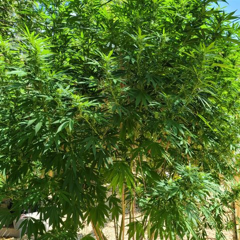 Aurora Indica growlog timeline photo