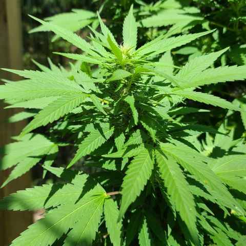 Critical Plus growlog timeline photo