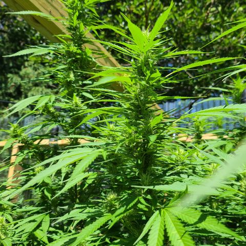 Jack Herer growlog timeline photo