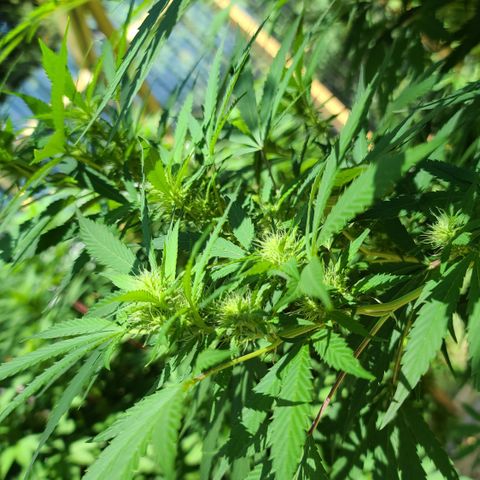 Aurora Indica growlog timeline photo
