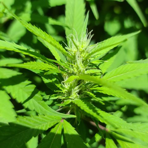 MediKit growlog timeline photo
