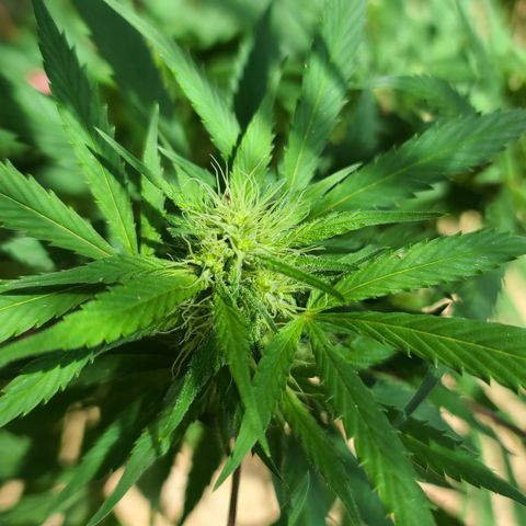 Aurora Indica growlog timeline photo