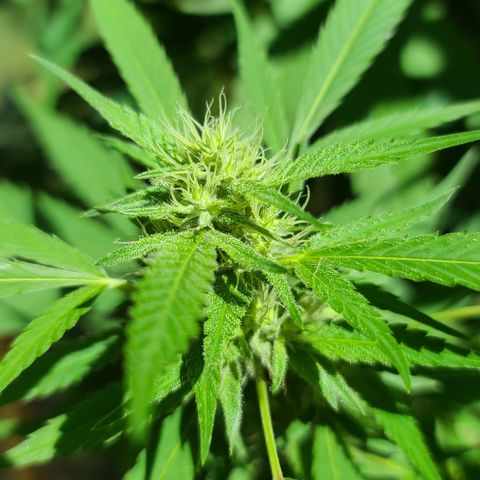Jack Herer growlog timeline photo