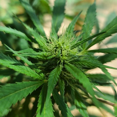 Aurora Indica growlog timeline photo