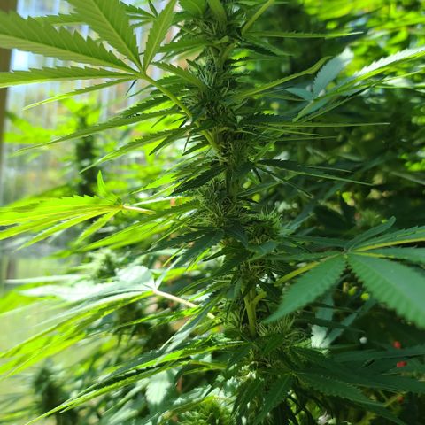 Purple Power growlog timeline photo
