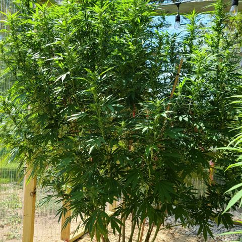 Aurora Indica growlog timeline photo
