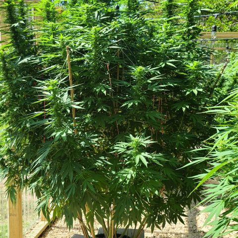 Purple Power growlog timeline photo