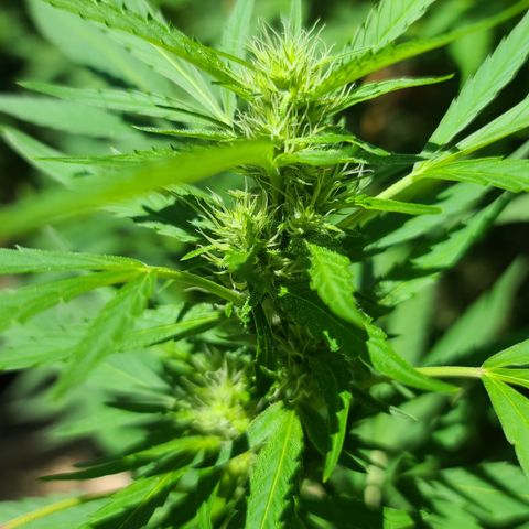 Jack Herer growlog timeline photo