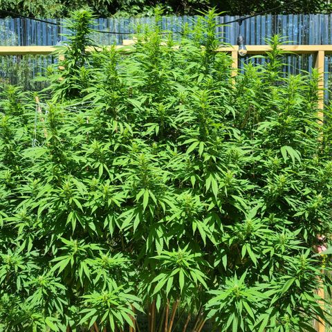 MediKit growlog timeline photo