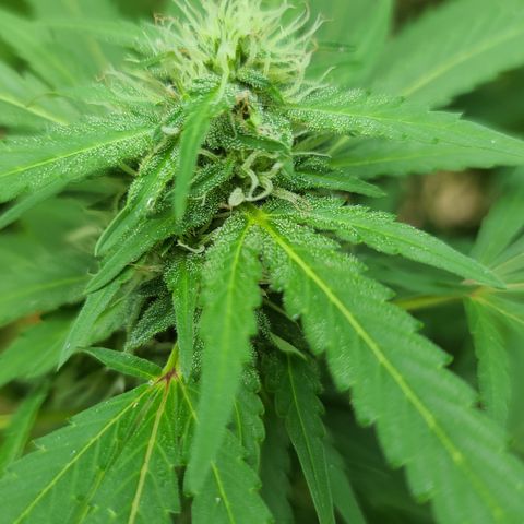 Purple Power growlog photo: HOLY SPARKLES!! 🤭☺