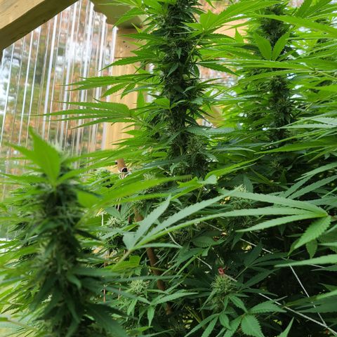 Purple Power growlog photo: HOLY SPARKLES!! 🤭☺