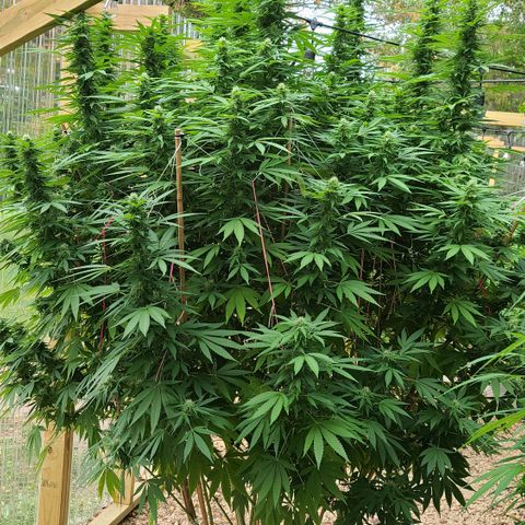 Purple Power growlog photo: HOLY SPARKLES!! 🤭☺