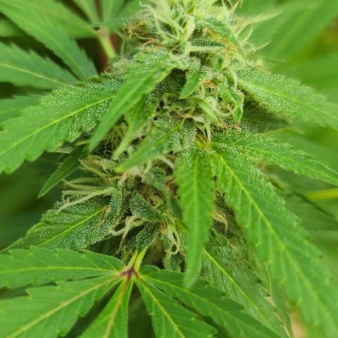 Purple Power growlog timeline photo