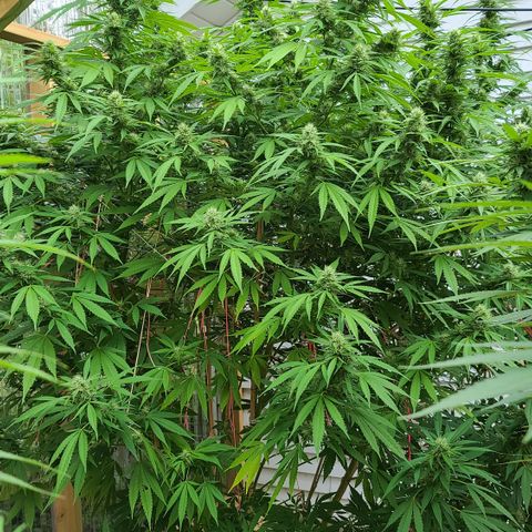 Jack Herer growlog photo: HOLY SPARKLES!! 🤭☺
