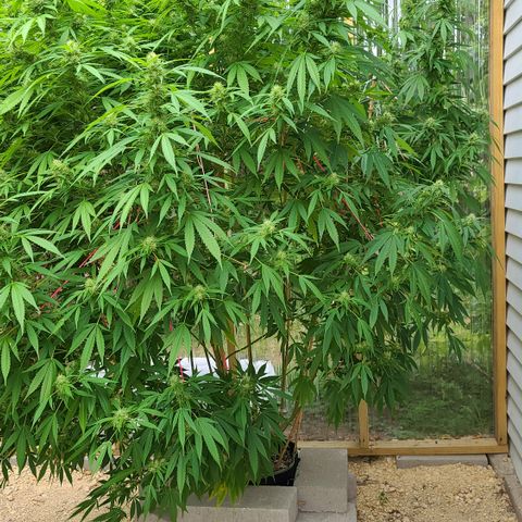Jack Herer growlog photo: HOLY SPARKLES!! 🤭☺