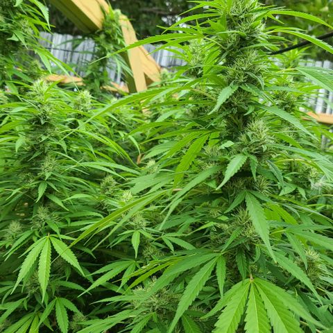 Jack Herer growlog photo: HOLY SPARKLES!! 🤭☺