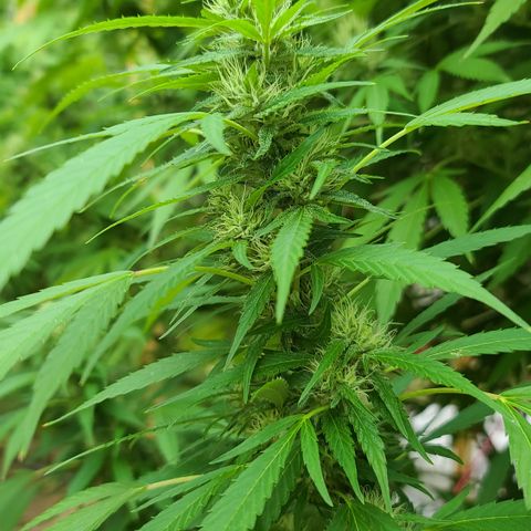 Jack Herer growlog photo: HOLY SPARKLES!! 🤭☺