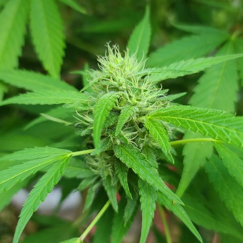 Jack Herer growlog timeline photo