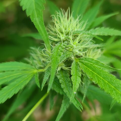 Jack Herer growlog photo: HOLY SPARKLES!! 🤭☺