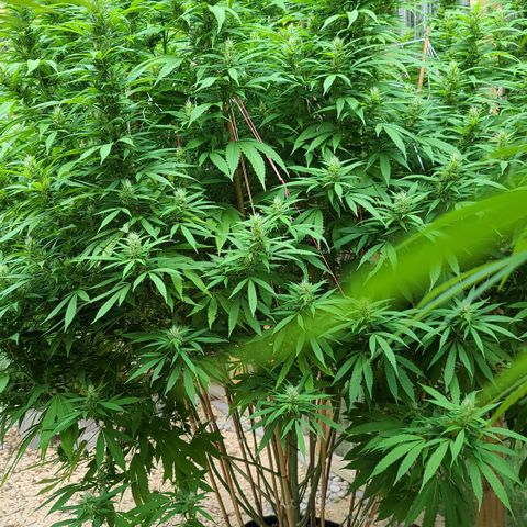 MediKit growlog photo: HOLY SPARKLES!! 🤭☺