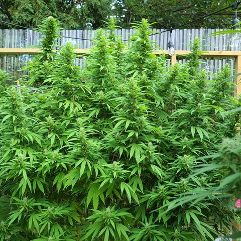 MediKit growlog photo: HOLY SPARKLES!! 🤭☺