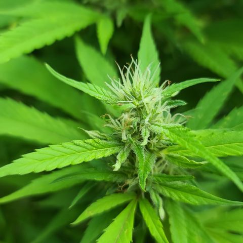 MediKit growlog timeline photo