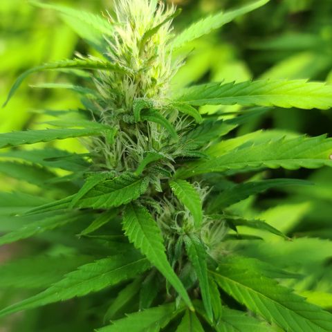 MediKit growlog photo: HOLY SPARKLES!! 🤭☺