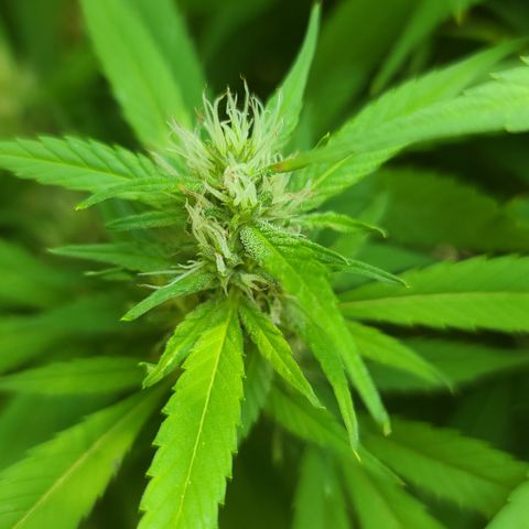 MediKit growlog photo: HOLY SPARKLES!! 🤭☺