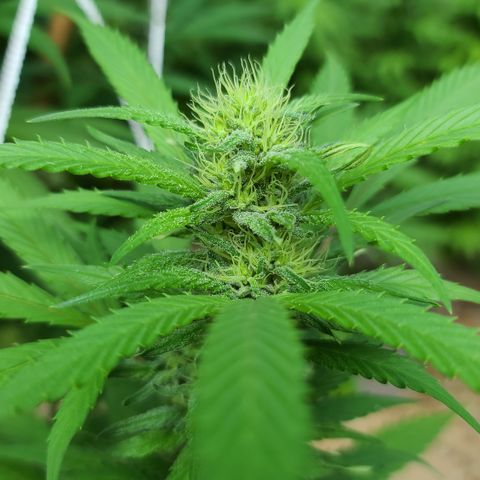 Aurora Indica growlog timeline photo