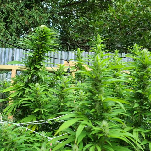 MediKit growlog photo: HOLY SPARKLES!! 🤭☺