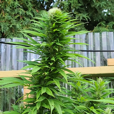 MediKit growlog photo: HOLY SPARKLES!! 🤭☺