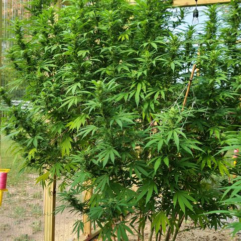Aurora Indica growlog photo: HOLY SPARKLES!! 🤭☺