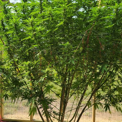 Aurora Indica growlog photo: HOLY SPARKLES!! 🤭☺