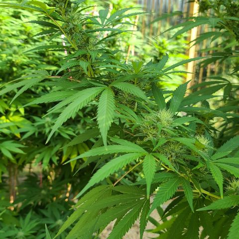 Aurora Indica growlog photo: HOLY SPARKLES!! 🤭☺