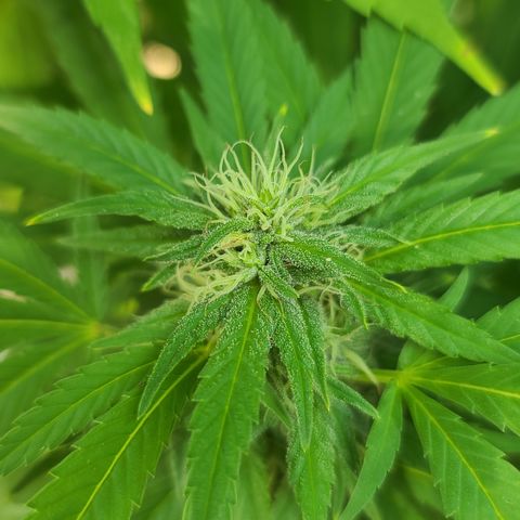 Critical Plus growlog timeline photo