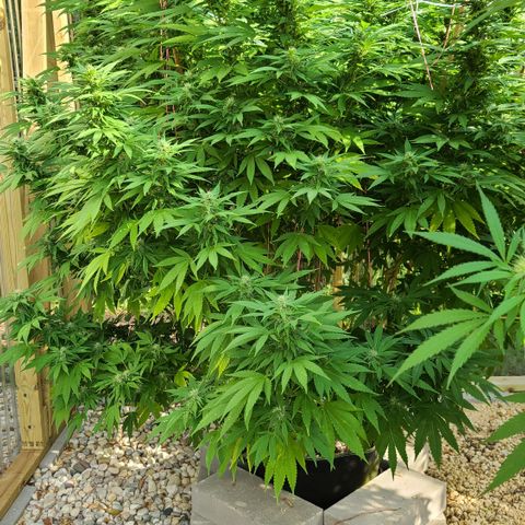 Critical Plus growlog photo: HOLY SPARKLES!! 🤭☺