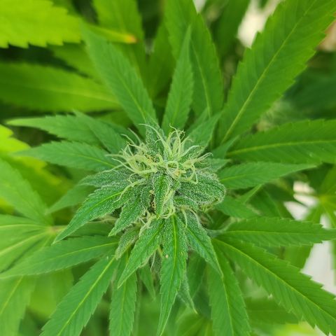 Critical Plus growlog photo: HOLY SPARKLES!! 🤭☺